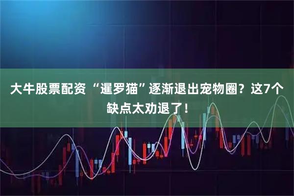 大牛股票配资 “暹罗猫”逐渐退出宠物圈？这7个缺点太劝退了！