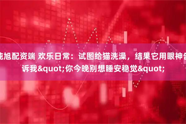 纯旭配资端 欢乐日常：试图给猫洗澡，结果它用眼神告诉我"你今晚别想睡安稳觉"